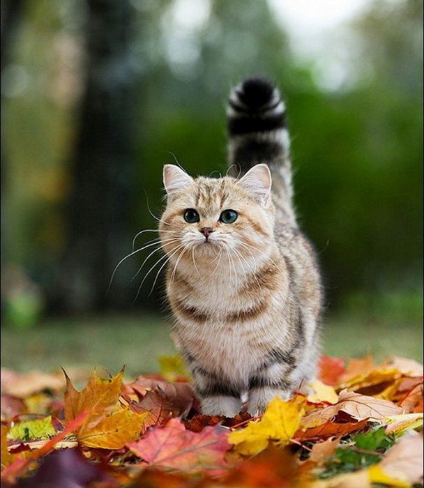 gato Munchkin en hojas secas 
