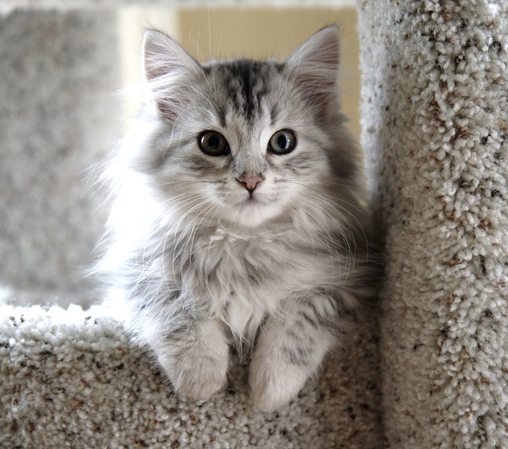 Gato Munchkin gris en un escalón 