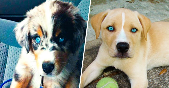 30 Adorables perros mestizos que desearas tener en tu casa ¡Son hermosos!