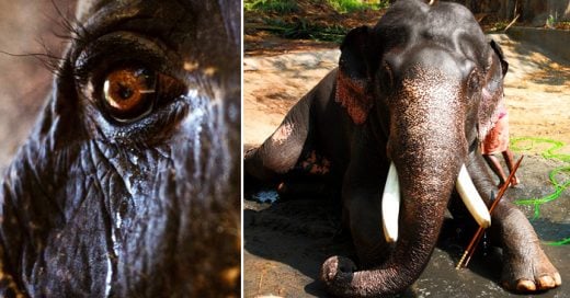 Este elefante, que duró 50 años en cautiverio, LLORÓ al momento de ser liberado