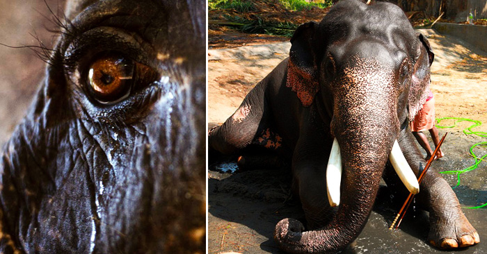 Este elefante, que duró 50 años en cautiverio, LLORÓ al momento de ser liberado