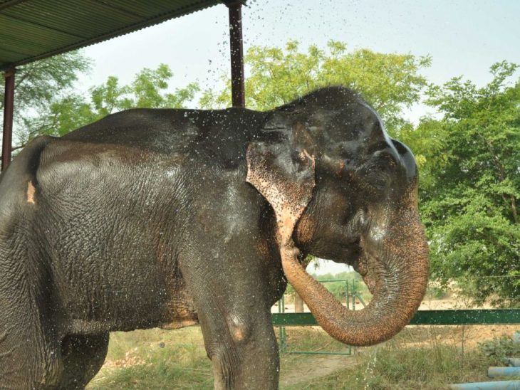 Elefante Raju después de ser rescatado con unas gotas de agua sobre su rostro 