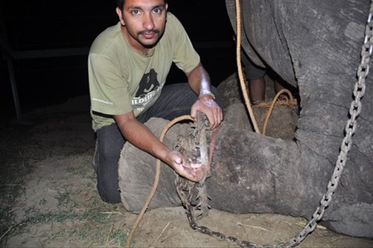 Patas de Raju atado con cadenas de pinchos 