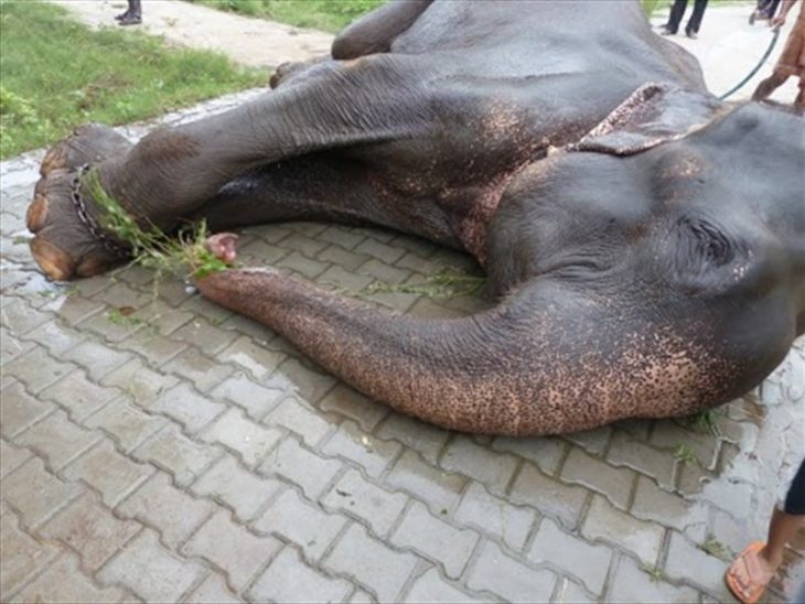 Elefante "Raju" tirado en el suelo 