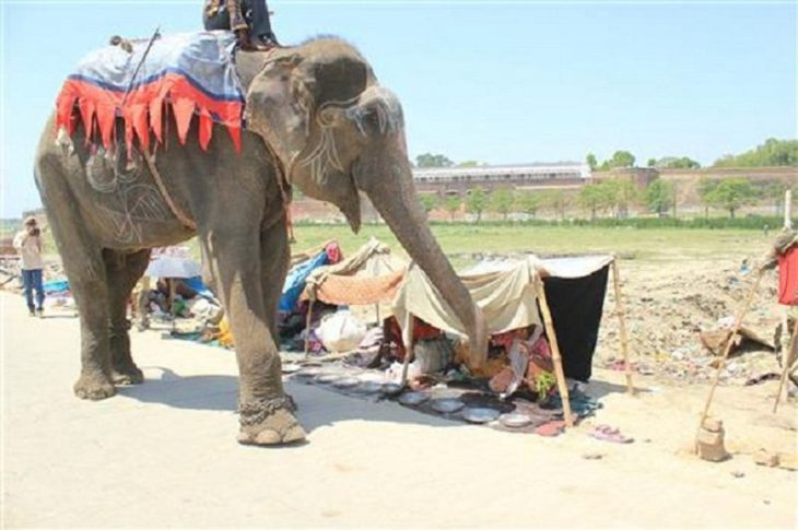 Elefante "Raju" dando un paseo por la calle 