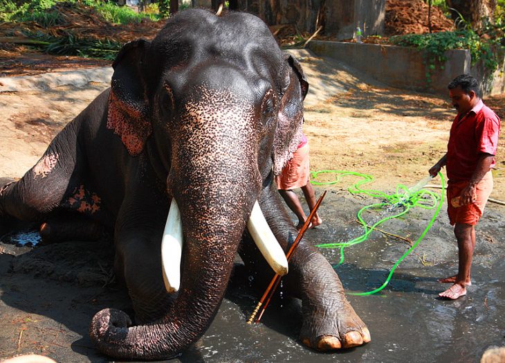 Baño al elefante Raju después de rescatado 