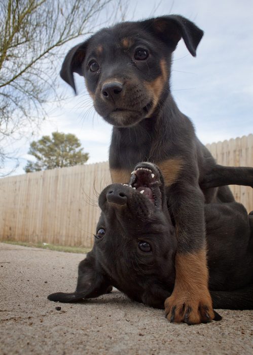 Cachorros negro con café jugando 