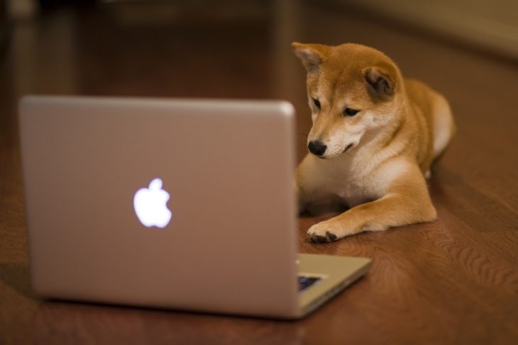 Perro akita con una Mac en el piso 