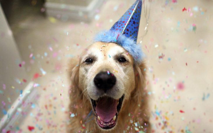 Perro golden retriever en una fiesta de cumpleaños 