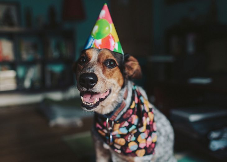 perro celebrando su cumpleaños 