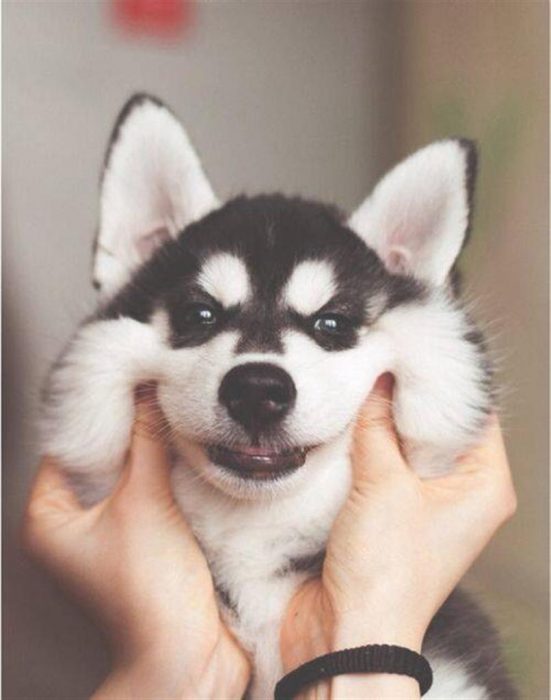 Perro husky sonriendo a su amo 