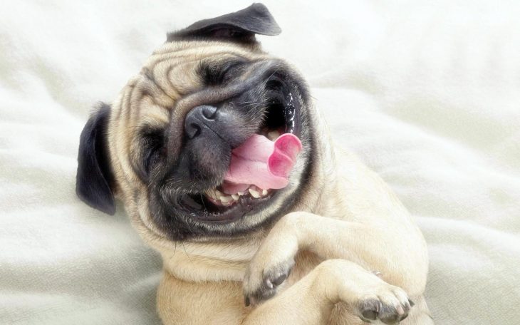 pug acostado sonriendo 