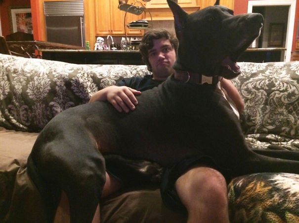 perro negro y grande sentado en las piernas de su dueño 