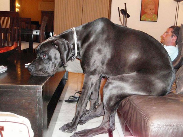 perro sentado en el sofá junto a su dueño mientras miran la televisión 