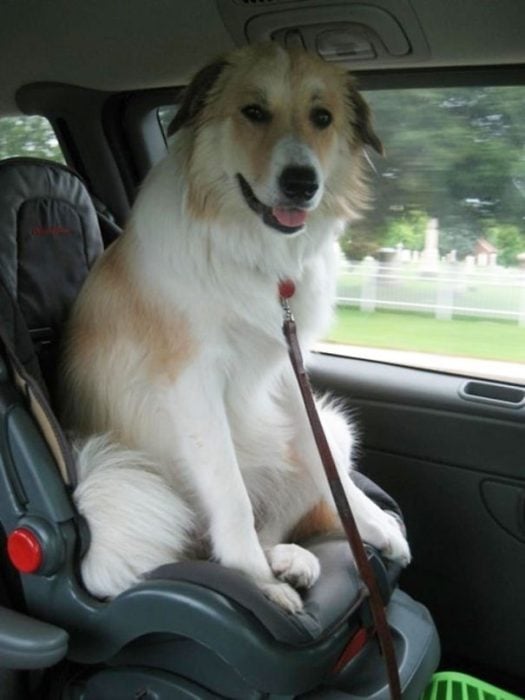 perro blanco sentado en una silla de bebe mientras viaja en el auto 