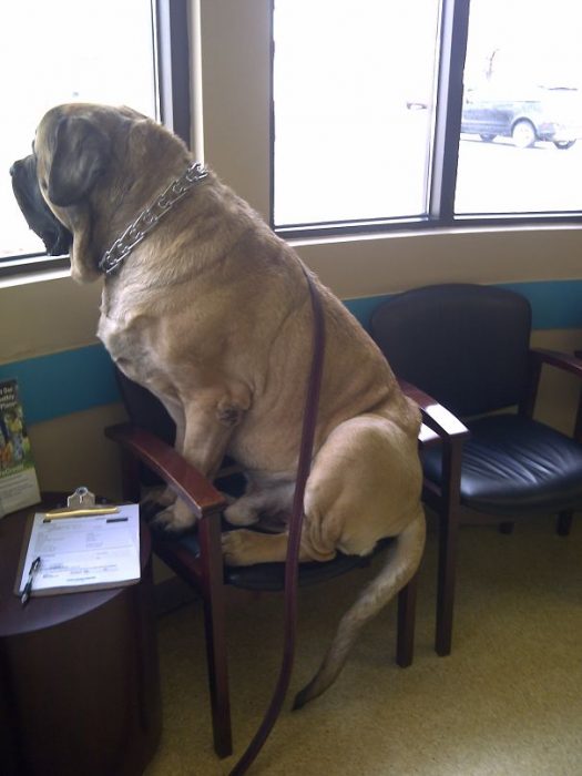 enorme perro mirando por la ventana mientras espera que el veterinario lo revise 