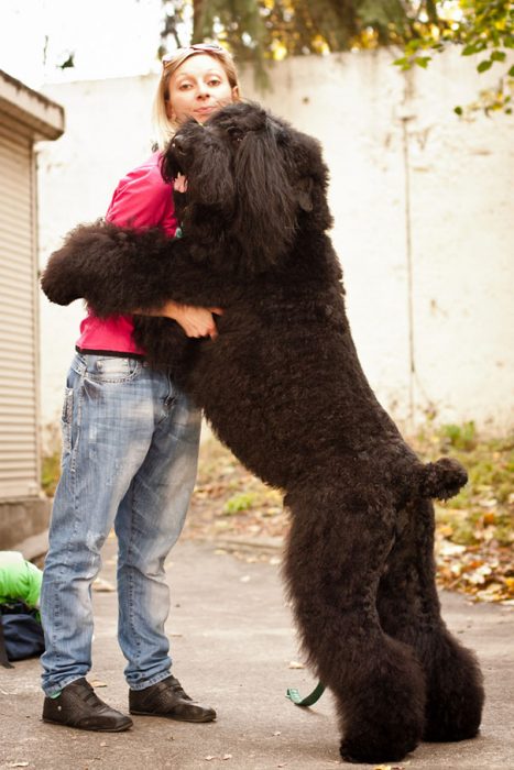 perro enorme negro parado en dos patas abrazando a su dueña 