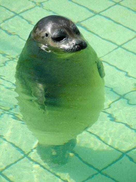 foca parada en una piscina con el agua hasta la nariz 