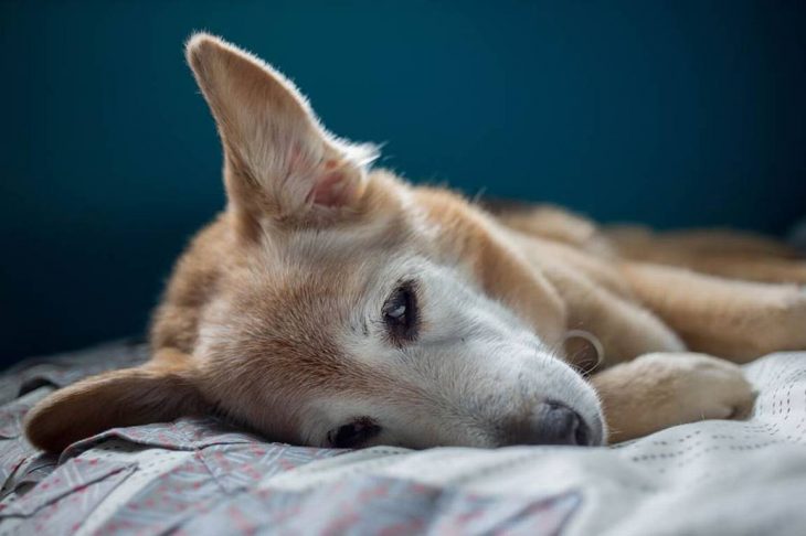 Perro triste en una cama 