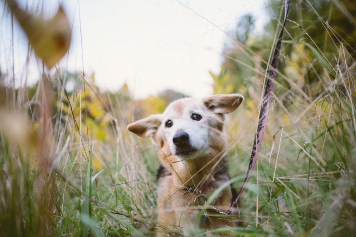 Perro con mirada triste en el pasto 