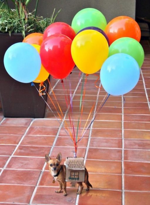 Perros disfrazados (14)