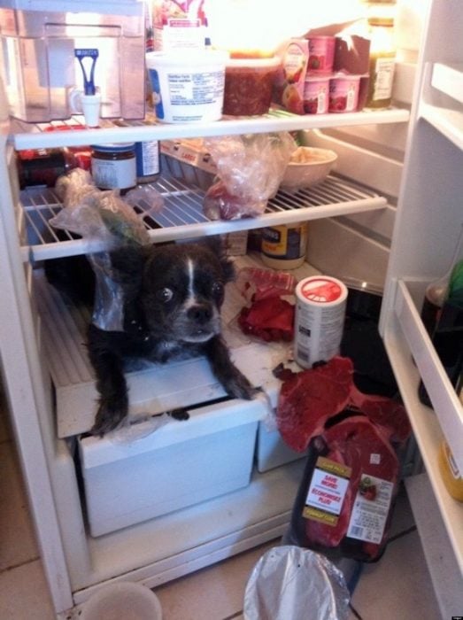 perro dentro de un refrigerador 