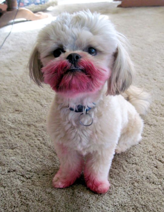 perro con la boca llena de labial rojo 