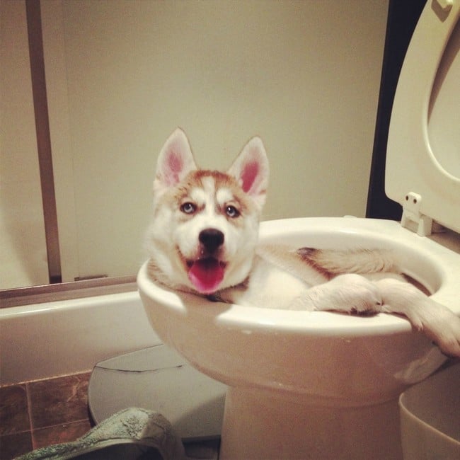 perro dentro de una taza de baño 