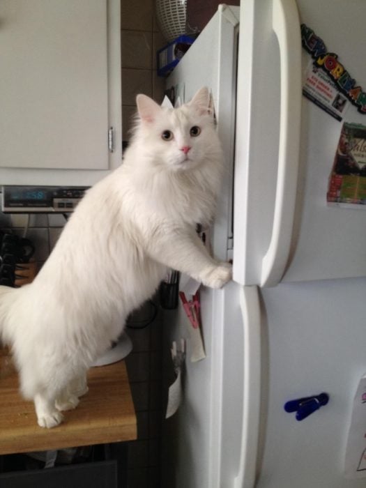 gato abriendo la nevera de un refrigerador 