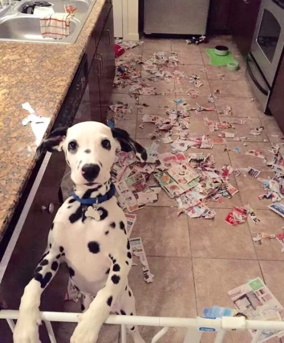 perro destruyendo una revista 