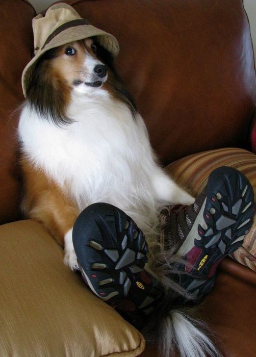 perro con tenis y gorro de pescador sentado en el sillón 