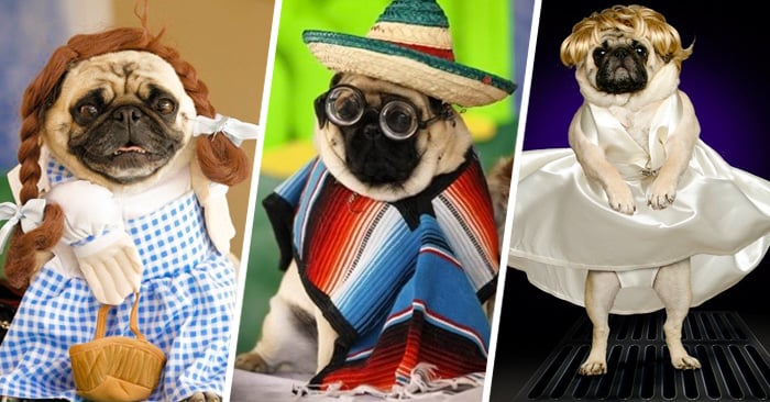 30 Encantadores perritos que saben cómo lucir su disfraz