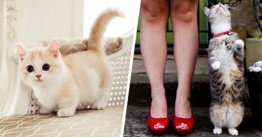 21 Razones por las que necesitas tener un gato MUNCHKIN en tu vida