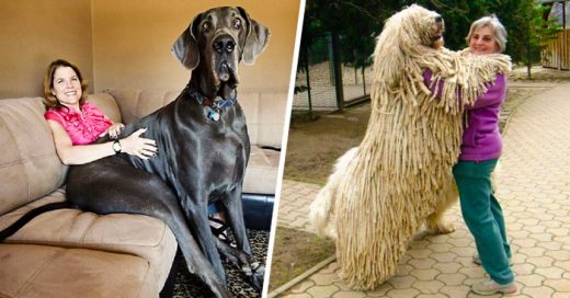 25 Adorables perros que no han entendido lo GRANDES que son