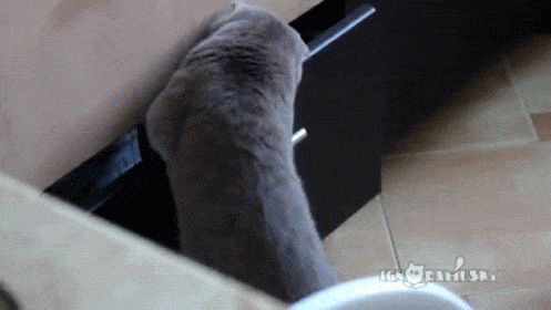 gato sacando ropa de un cajón 