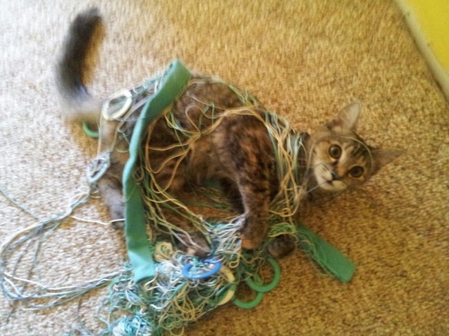 gato enredado en una red 