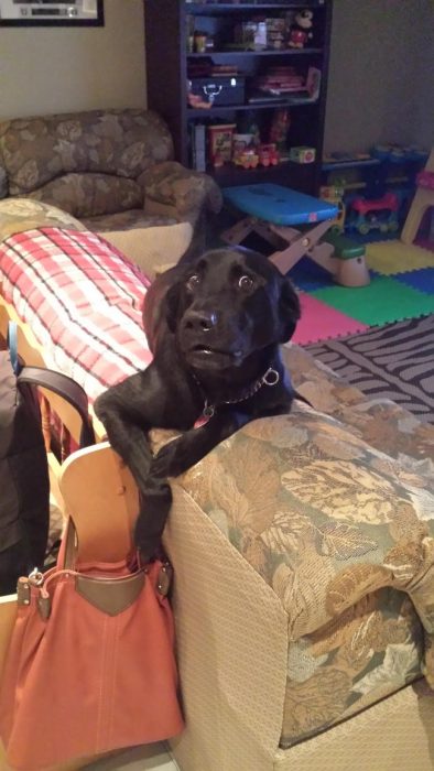 perro intentando sacar dinero de una bolsa