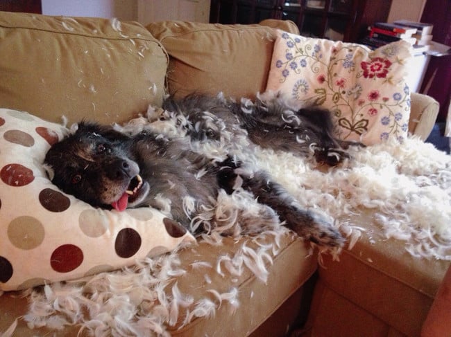 perro recostado sobre un sofá 