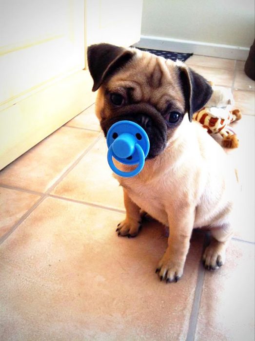 perro pug con un chupón 