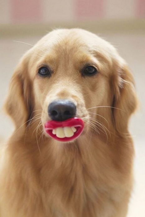 perro con unos dientes y labios de juguete 