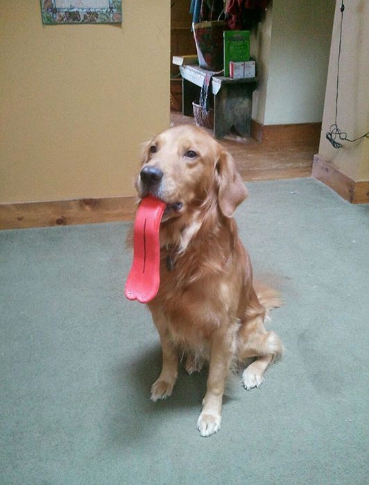 perro con una lengua de juguete 