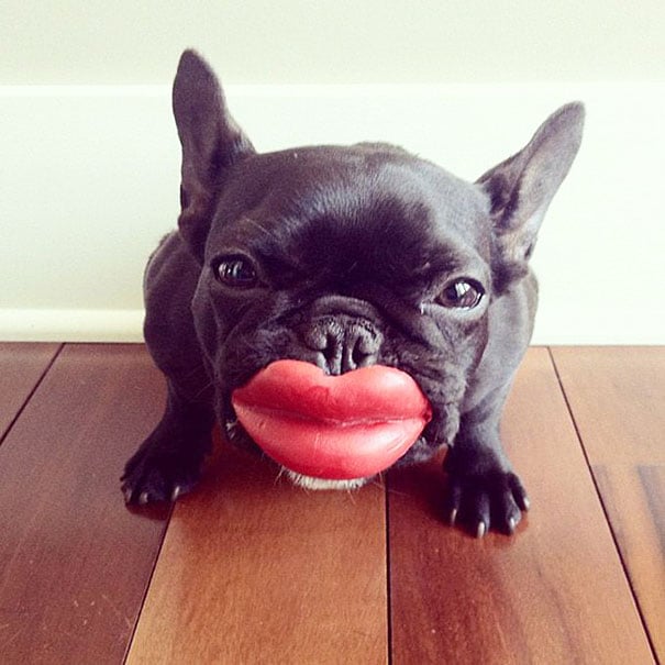 perro con unos labios de color coral de juguete 