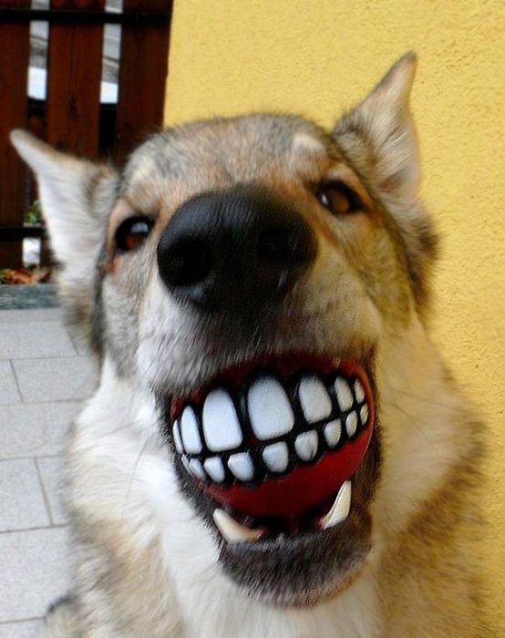 perro con una pelota en la boca 