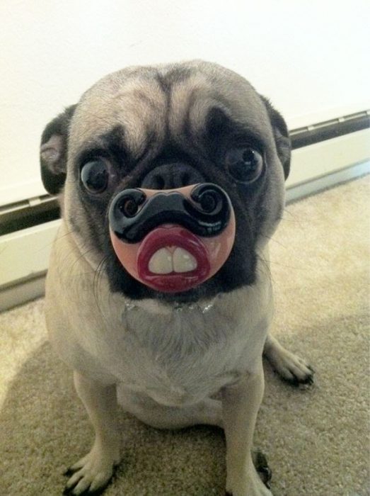 perro pug con unos dietes y bigotes 