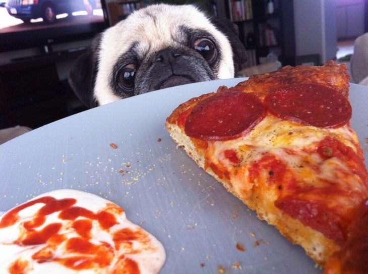 Pug observando un pedazo de pizza 