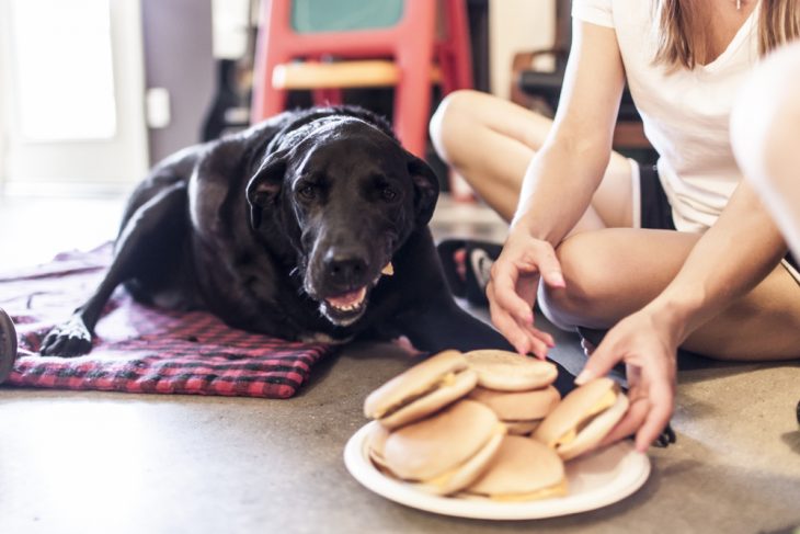 Dukey comiendo hamburguesas 