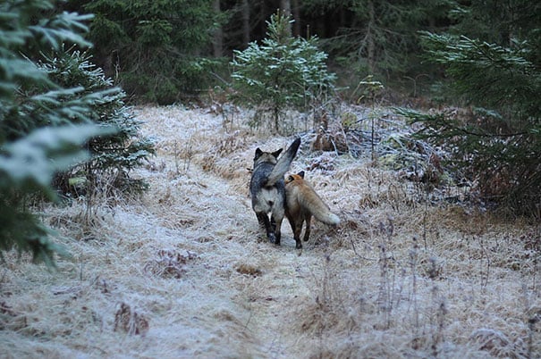 perro y zorro caminando uno junto al otro en medio del bosque 