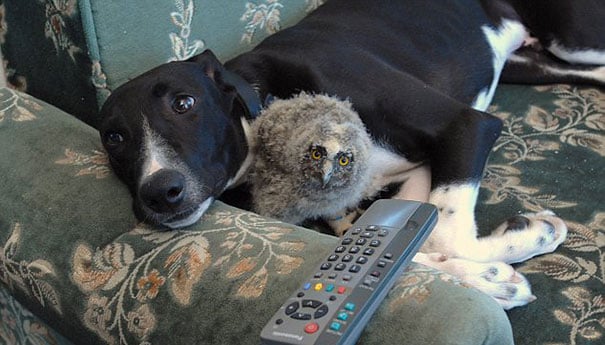 perro y búho recostados en el sillón viendo la televisión 