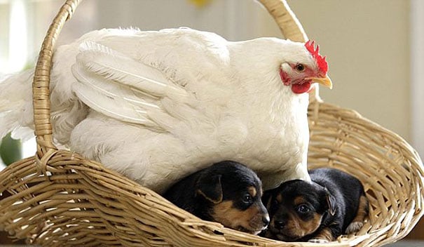 gallina sentada sobre cachorros para darles calor 