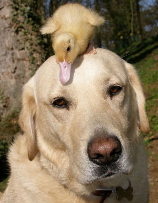 perro labrador con un pato sobre su cabeza